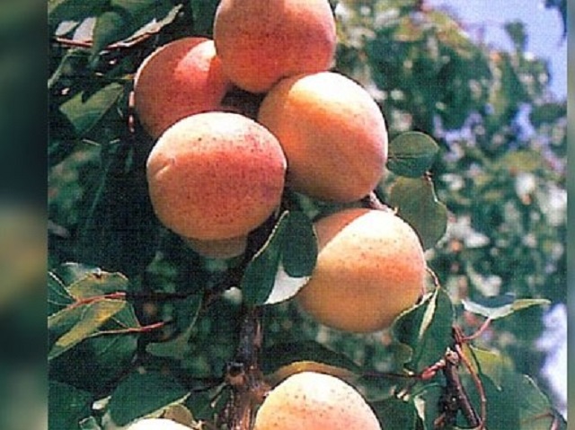 Cais-Mamaia-Pepiniera-Dumbrava-Fructifer-Fructe-Fruct-Pomi-Cobadin-Apricot