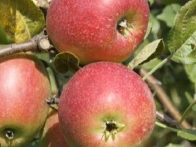 Mar-Romus-Pepiniera-Dumbrava-Cobadin-Fructifer-Fructe-Fruct-Pomi-Apple.