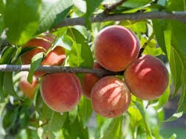 Piersic-Redhaven-Pepiniera-Dumbrava-Cobadin-Fructifer-Fruct-Fructe-Pomi-Peach