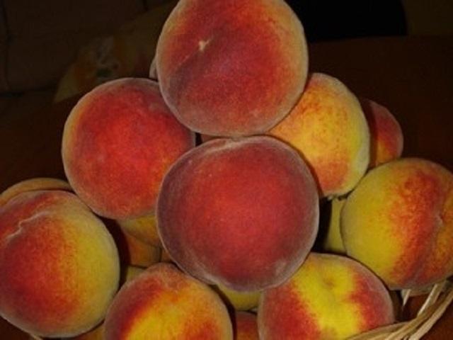Piersic-Southland-SUA-Pepiniera-Dumbrava-Cobadin-Fructifer-Fruct-Fructe-Pomi-Peach