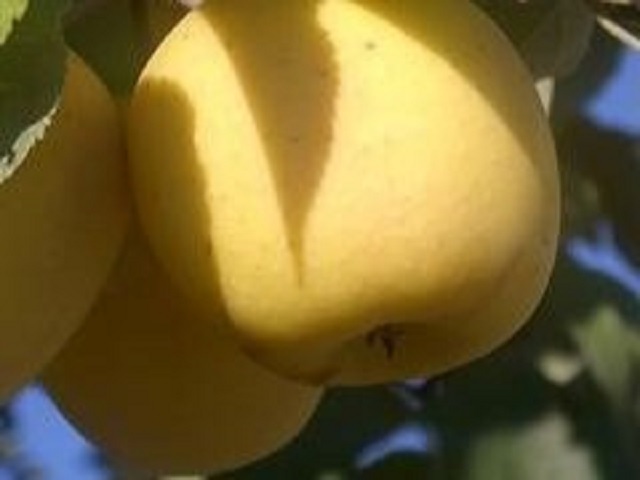 mar-goldspurMar-Gala-Pepiniera-Dumbrava-Cobadin-Fructifer-Fructe-Fruct-Pomi-Apple