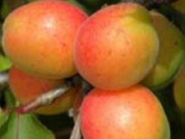 Cais-Olimp-Dumbrava-Pepiniera-Fructifer-Fructe-Fruct-Pomi-Apricot