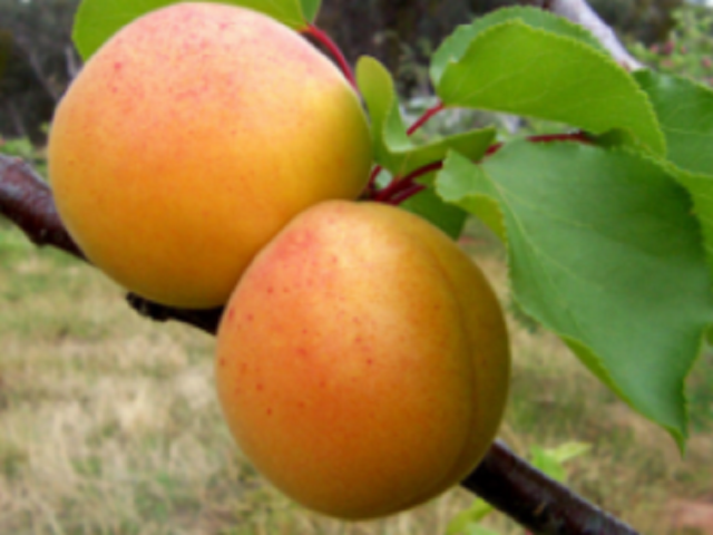 Cais-Sulmona-Pepiniera-Dumbrava-Cobadin-Fructifer-Fruct-Fructe-Pomi-Apricot