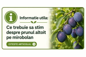 de ce prunii se altoies pe mirobolan / corcodus si pe alti portaltoi.