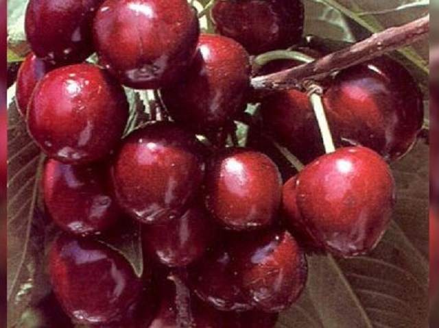 Cires-Germersdorf-Pepiniera-Dumbrava-Cobadin-Fructifer-Fructe-Fruct-Pomi-Cherry