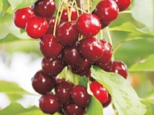 Cires-Rivan-Pepiniera-Dumbrava-Cobadin-Fructifer-Fructe-Fruct-Pomi-Cherry