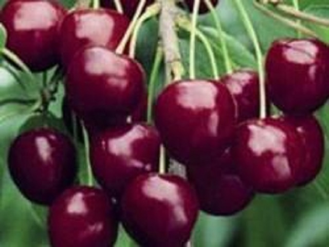 Cires-Stella-Pepiniera-Dumbrava-Cobadin-Fructifer-Fructe-Fruct-Pomi-Cherry