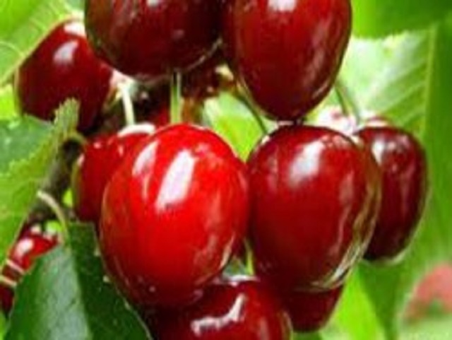 Cires-Van-Pepiniera-Dumbrava-Cobadin-Fructifer-Fructe-Fruct-Pomi-Cherry