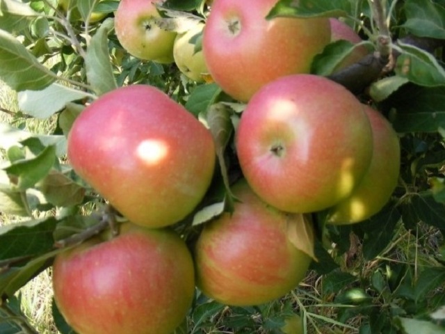 Mar-Generos-Pepiniera-Dumbrava-Cobadin-Fructifer-Fructe-Fruct-Pomi-Apple