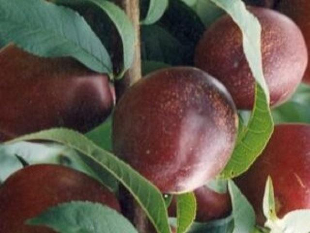 Nectarin-Delta-Pepiniera-Dumbrava-Cobadin-Fructifer-Fructe-Fruct-Pomi-Nectarine