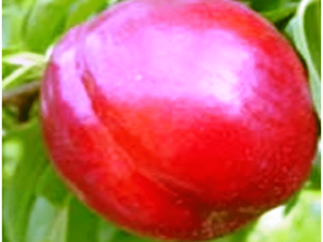 Nectarin-Romamer-Pepiniera-Dumbrava-Cobadin-Fructifer-Fructe-Fruct-Pomi-Nectarine