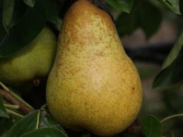 Par-Williams-Pepiniera-Dumbrava-Cobadin-Fructifer-Fruct-Fructe-Pomi-Pear
