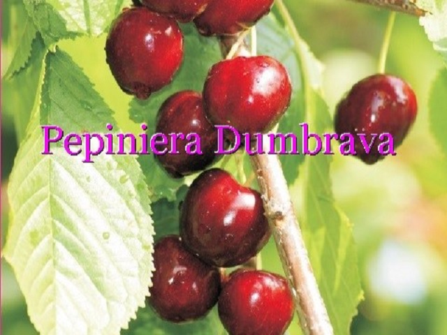 cires-daria-pepiniera-dumbrava-cobadin-fructifer-fruct-fructe-pomi-cherry