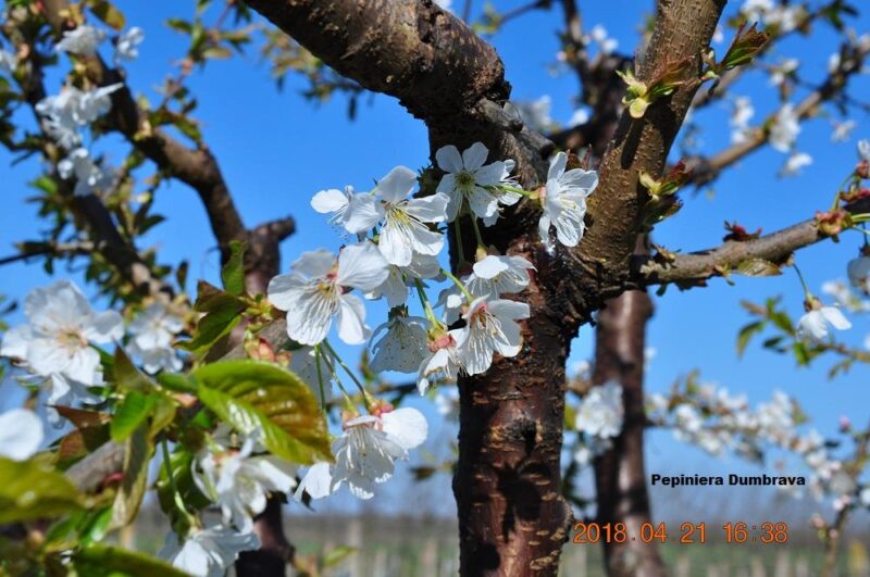 flori-cires_Boambe-de-Cotnari-cherry-ciliegie-pepiniera-dumbrava-gigi-cobadin-valu-traian-baneasa-maracineni-roman