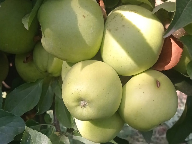 Mar Mutzu (Japonia) / M106 - imagine 7