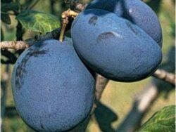 prun-pescarus-pepiniera-dumbrava-cobadin