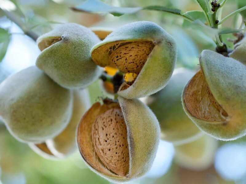 migdal-Almond-Trees-genco-Pepiniera-Dumbrava-Gigi-Marcineni-Baneasa-Valu-Traian