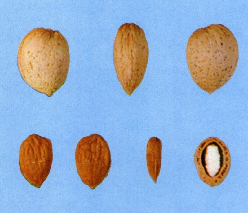 migdal_Genco-mandorla-almond-amande-pepiniera dumbrava gigi cobadin valu traian baneasa maracineni romania