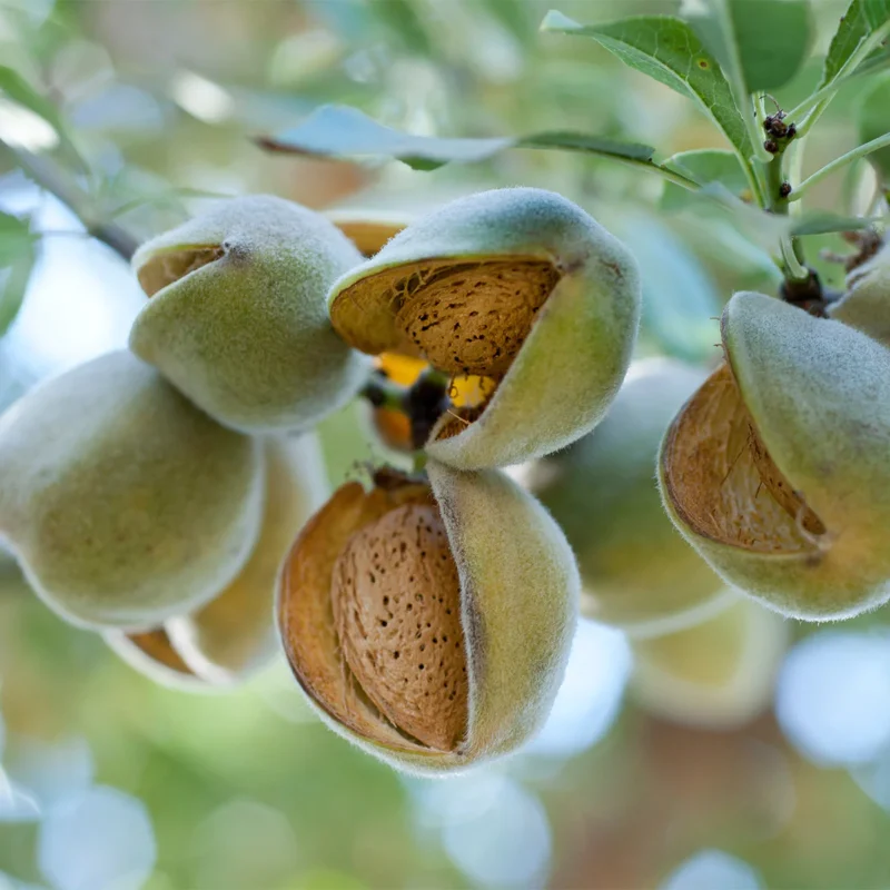 migdal_Genco-mandorla-almond-amande-pepiniera dumbrava gigi cobadin valu traian baneasa maracineni romania