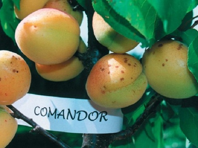 Cais-Comandor-Pepiniera-Dumbrava-Fructifer-Fructe-Pomi-Cobadin-apricot