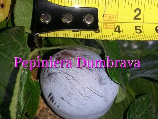 Prun-Olanda-Pepiniera-Dumbrava-Cobadin-Fructifer-Fruct-Fructe-Pomi-Plum