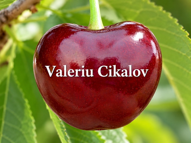 Cires Valeriu Cikalov / mahaleb