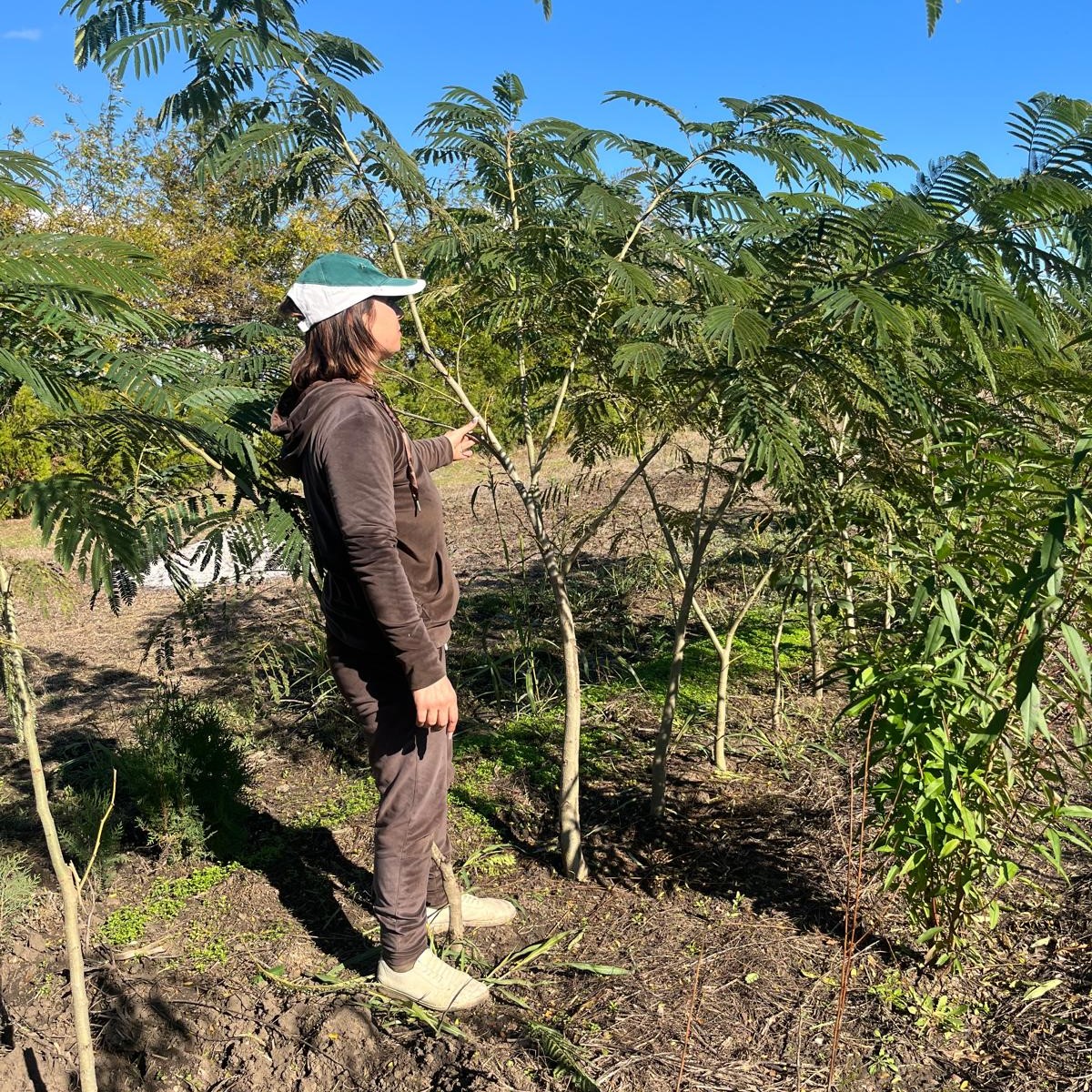 Arborele de Matase - imagine 8