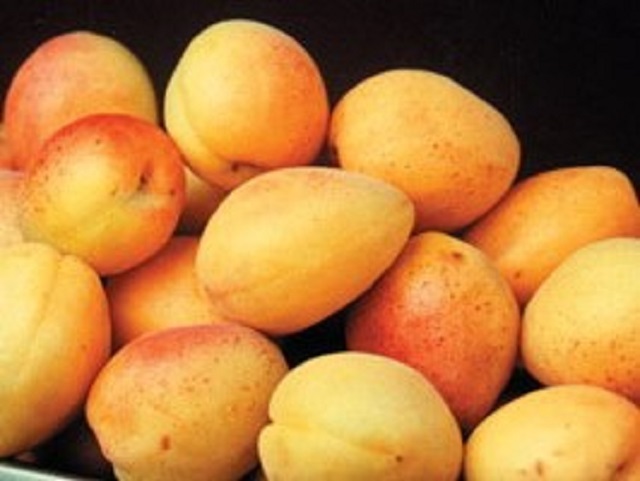 Cais-Favorit-Pepiniera-Dumbrava-Cobadin-Fructifer-Fructe-Fruct-Pomi-Apricot