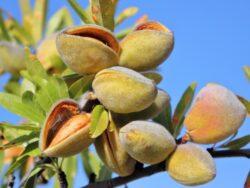 migdal-Almond-Trees-Sabina-Pepiniera-Dumbrava-Gigi-Marcineni-Baneasa-Valu-Traian