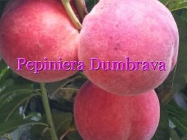 Piersic-Cardinal-Pepiniera-Dumbrava-Cobadin-Fructifer-Fruct-Fructe-Pomi-Peach