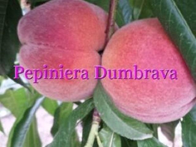 Piersic-Redhaven-GF677-Pepiniera-Dumbrava-Cobadin-Fructifer-Fruct-Fructe-Pomi-Peach