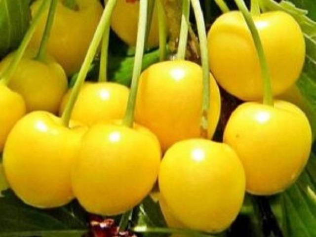 Cires-Margo-Pepiniera-Dumbrava-Cobadin-Fructifer-Fructe-Fruct-Pomi-Cherry