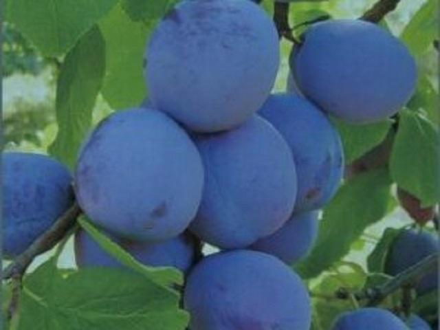 Prun-Centenar-Pepiniera-Dumbrava-Cobadin-Fructifer-Fruct-Fructe-Pomi-Plum