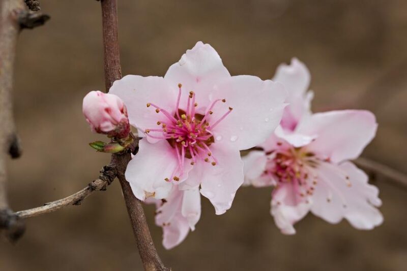 floare-Piersica-Pesca-peac-peche-Carson-pepiniera-Dumbrava-Gigi_Cobadin_Romanaia_Baneasa-Maracineni