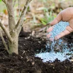 Fertilizarea terenului inainte de plantarea pomilor fructiferi in pepiniera Dumbrava din Com. Cobadin jud Constanta Romania Aiud