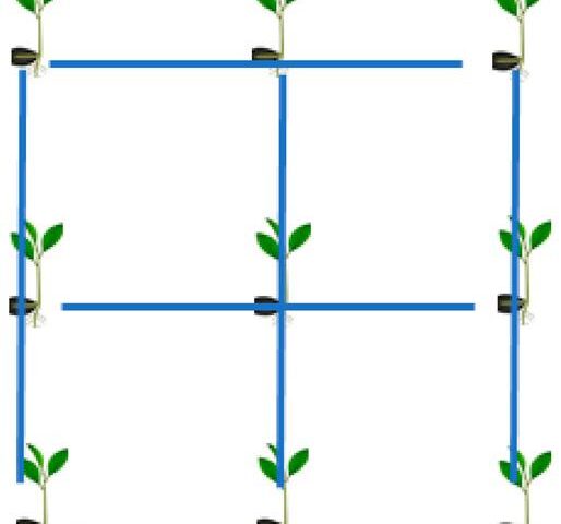 Distante de plantare pomi fructiferi in livada