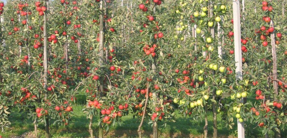 Pomi fructiferi in regim intensiv si superintensiv se vand din pepiniera Dumbrava Cobadin Romania