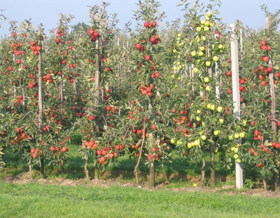 Pomi fructiferi in regim intensiv si superintensiv se vand din pepiniera Dumbrava Cobadin Romania