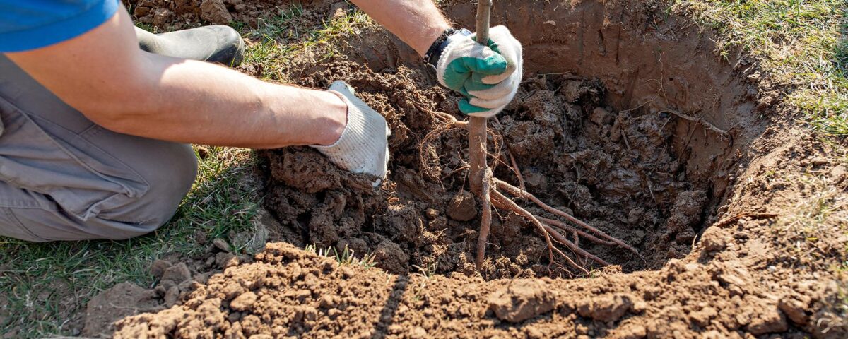 Operatia de plantare a pomilor fructiferi in pepinierele cu productie mare.