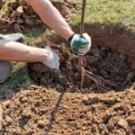 Operatia de plantare a pomilor fructiferi in pepinierele cu productie mare.