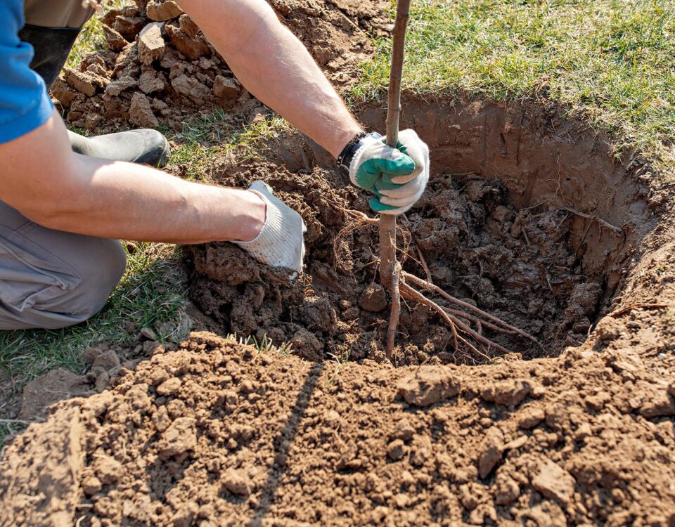 Operatia de plantare a pomilor fructiferi in pepinierele cu productie mare.