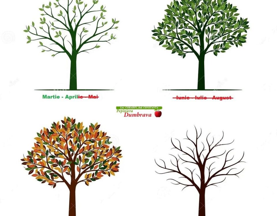 Operatia de plantare reprezinta, pentru pomul tanar, o expunere serioasa la numerosi factori de stress. Dintre acestia cel mai important este legat de afectarea sistemului redicular care se petrece la scoaterea pomului din solul pepinierei pentru a fi replantat in alta parte.