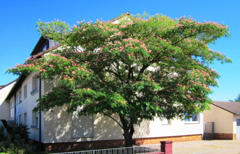 Arborele de Matase