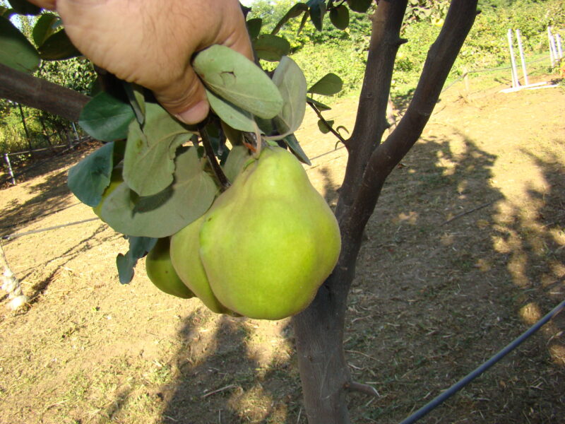 Gutui De Portugalia