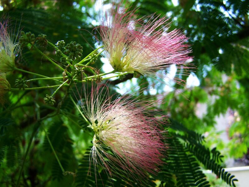 Arborele de Matase