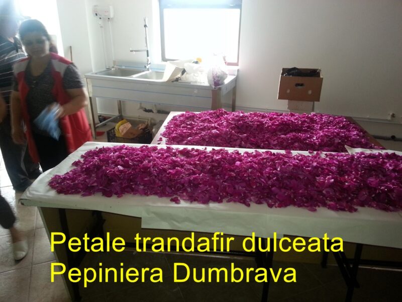 Petale trandafir pt dulceata (proaspete)