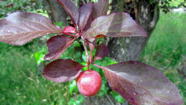 Prun Pisardii (ornamental cu frunza rosie) anul III