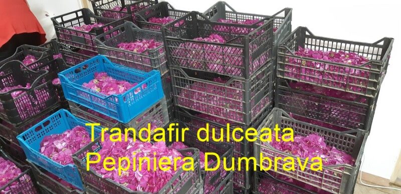 Petale trandafir pt dulceata (proaspete)