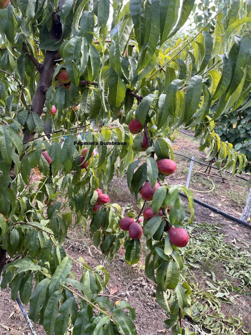 Nectarina-nectarine_Nettarina-Vega-pepiniera-pomi-dumbrava-gigi Maracineni valu traian romania baneasa