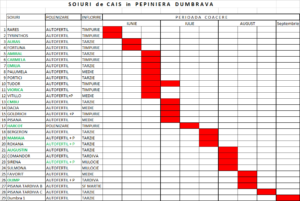 perioada inflorire coacere flowering ripening period cais albicoco apricot viorica pepiniera dumbrava gigi cobadin valu traian baneasa maracineni roman